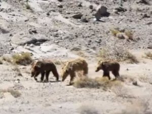 Медведи в пустыне Гоби фото